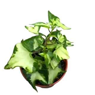 English ivy/WaX ivy (Variegation from inside)Senecio mikanioides (Variegated German Ivy)