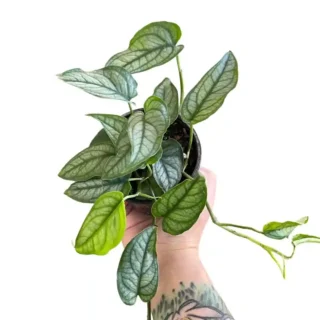 Monstera Siltepecana, Silver Monstera Plant - Rare