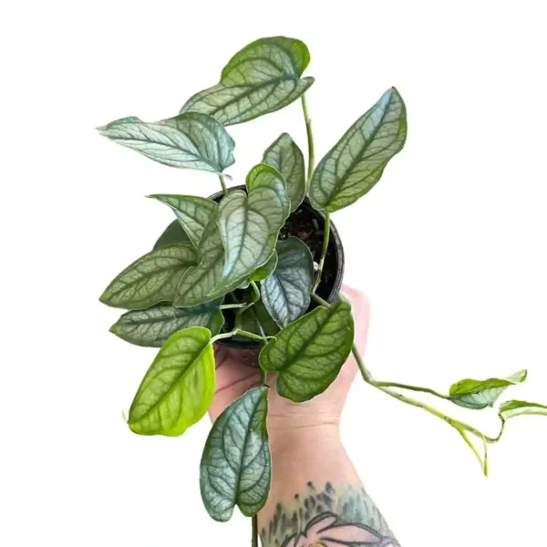 Monstera Siltepecana, Silver Monstera Plant - Rare