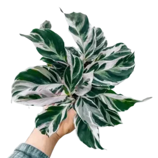 White Fusion Calathea