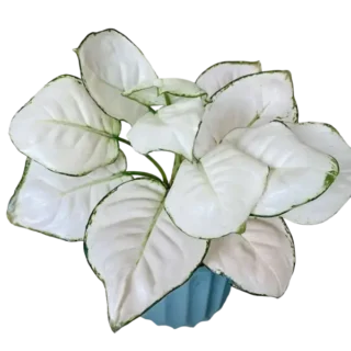 Exotic Aglaonema Super White - Rare