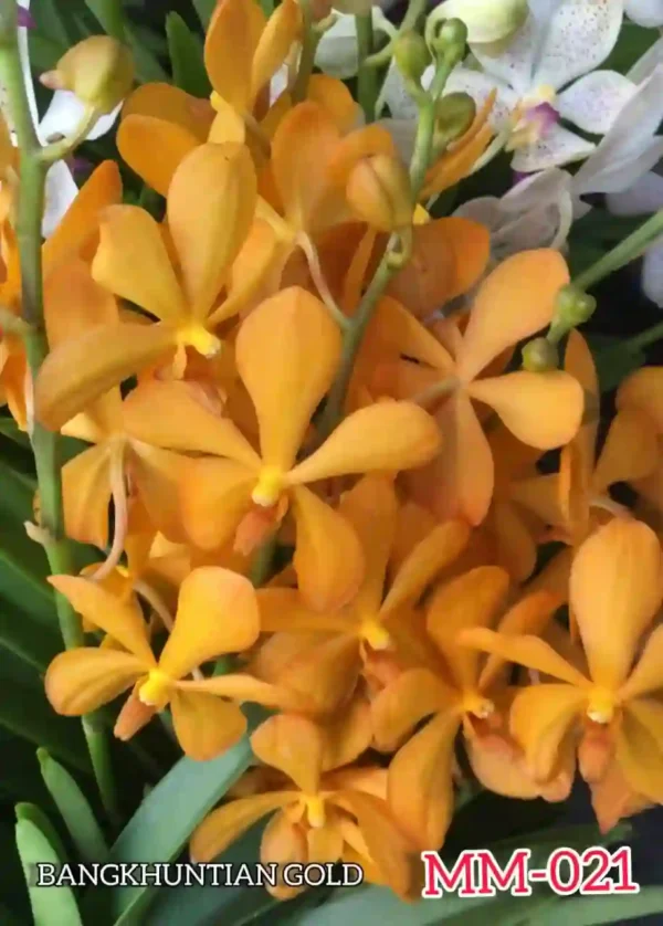 MM-021~Mokara Matured Plant(Bangkuntian Gold)