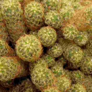 Mammillaria Elongata (Lady Finger Cactus)