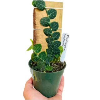 Rhaphidophora Cryptantha- Rare