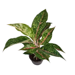 Aglaonema Dona Carmen