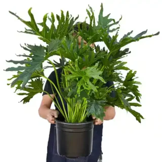 PHILODENDRON SELLOUM | Lickety Split Plant