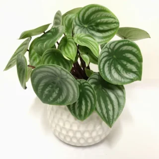 Watermelon Peperomia, Peperomia Argyreia