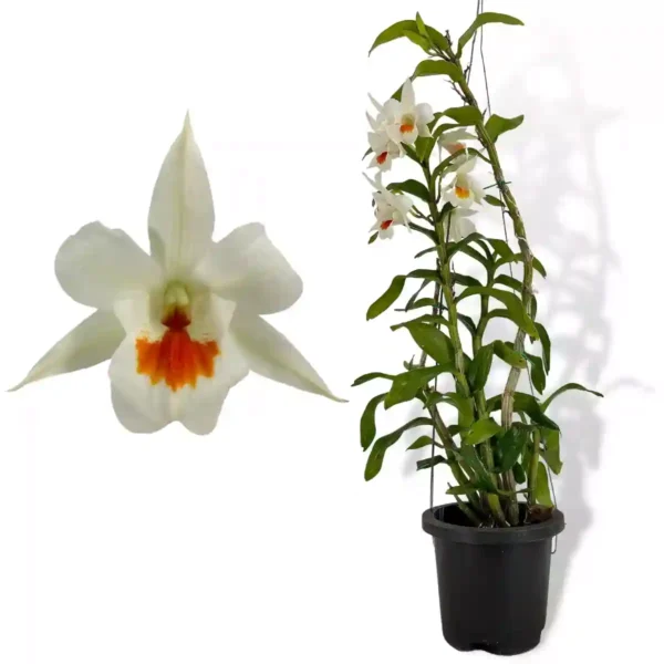 Dawn Maree Orchid - Image 2