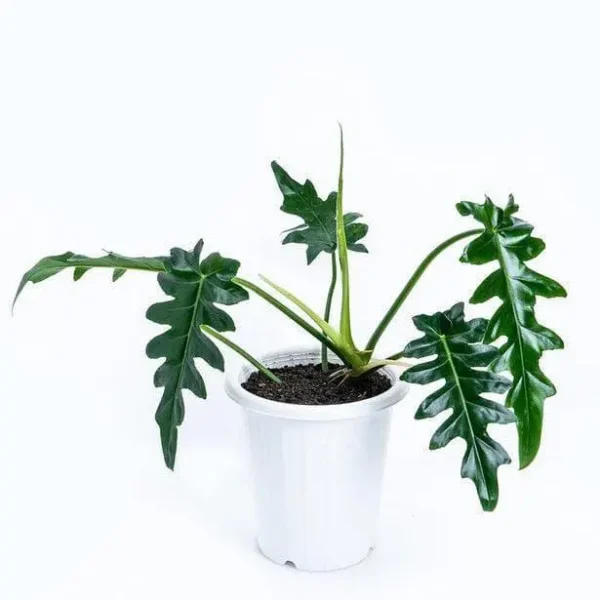 Philodendron Bob Cee- Big Rare - Image 3