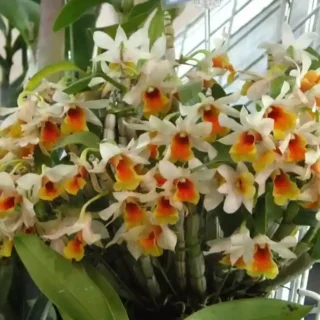 Dawn Maree Orchid