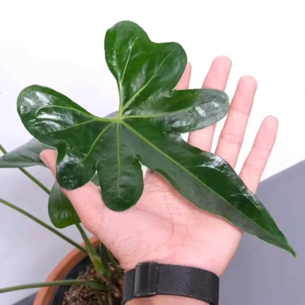 Anthurium Macrolobium- Rare - Image 2