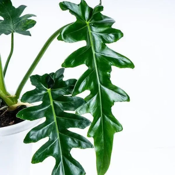 Philodendron Bob Cee- Big Rare - Image 2