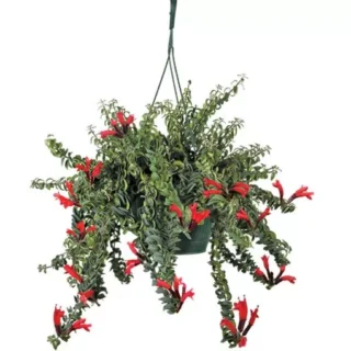 Twisted lipstick plant (Aeschynanthus 'Twister')