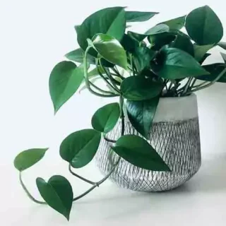 Epipremnum Aureum Jade / Jade pothos