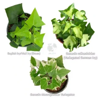 English Ivy 3 Varietys combo