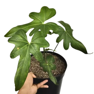 Anthurium Macrolobium- Rare