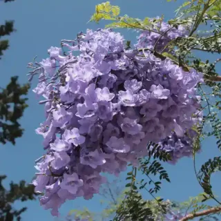 Jacaranda Spp. Blue Jacaranda, Neel Mohar- Plant