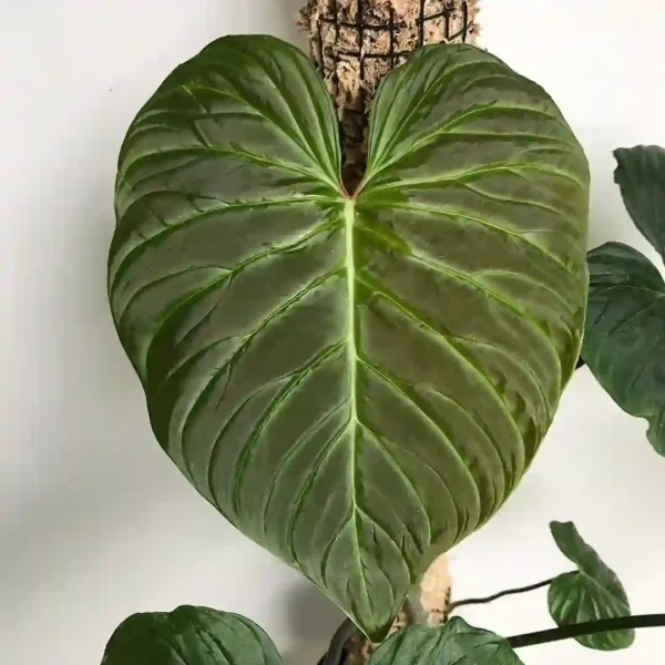Philodendron Majestic - Rare - Image 2