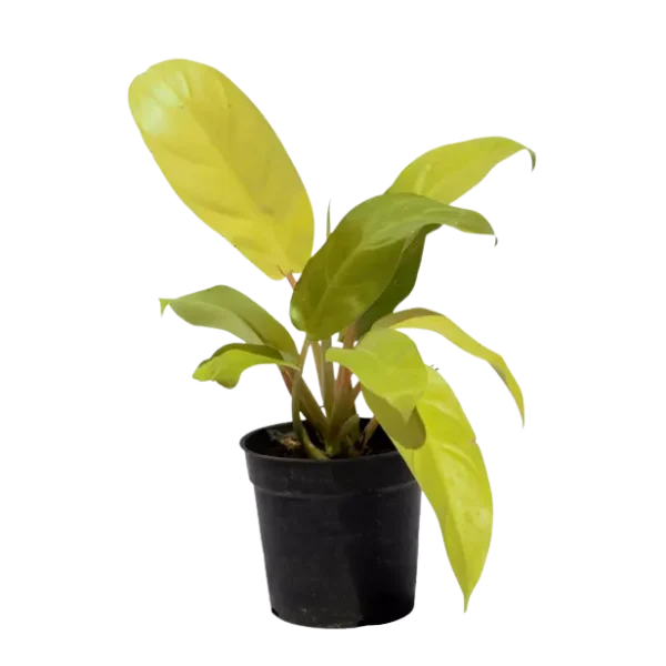 Philodendron Ceylon Golden Plant / lemon lime - Image 3