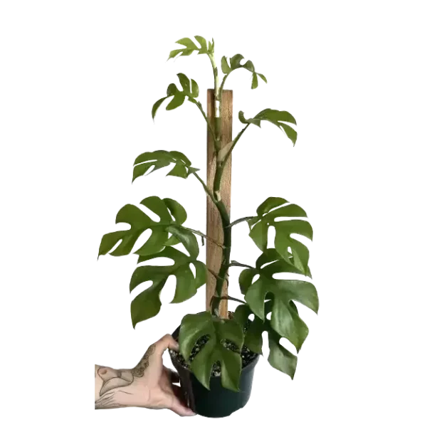 Mini Monstera, Rhaphidophora Tetrasperma, Minima - Image 2