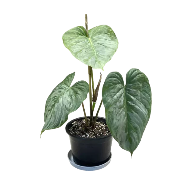 Philodendron Majestic - Rare - Image 3