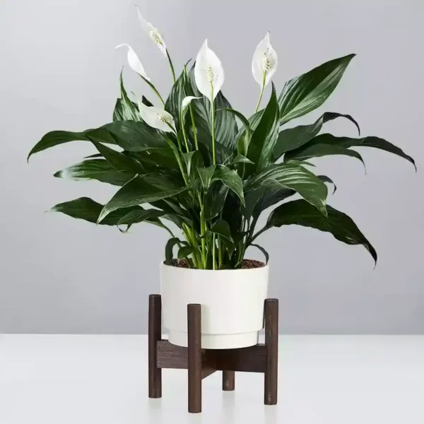Peace Lily, Spathiphyllum Plant - Image 2