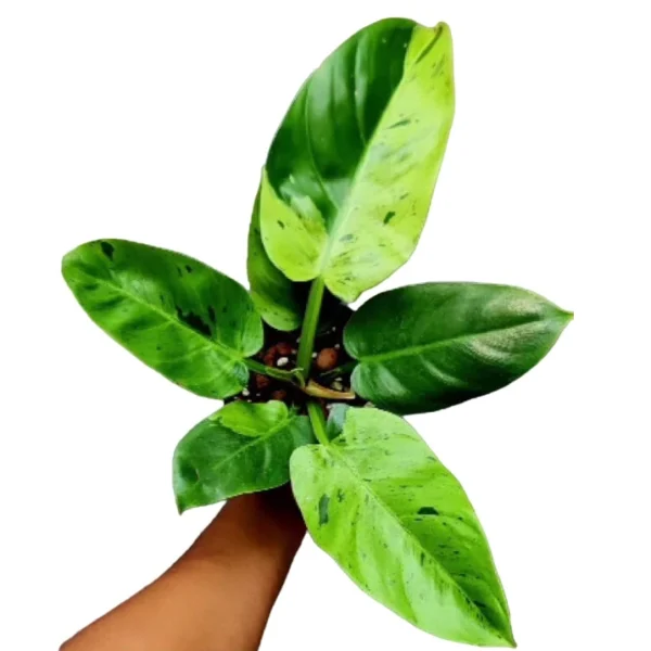 Philodendron Ruaysap Marble Variegated- Rare - Image 3