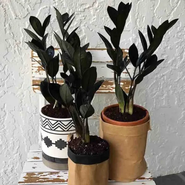 Black zz plant, Raven ZZ Plant - Image 2