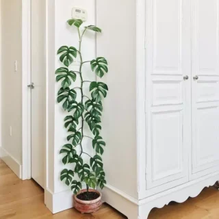 Mini Monstera, Rhaphidophora Tetrasperma, Minima