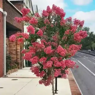 Lagerstroemia Indica Plant