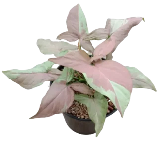 Syngonium Strawberry Milk- Rare Plant