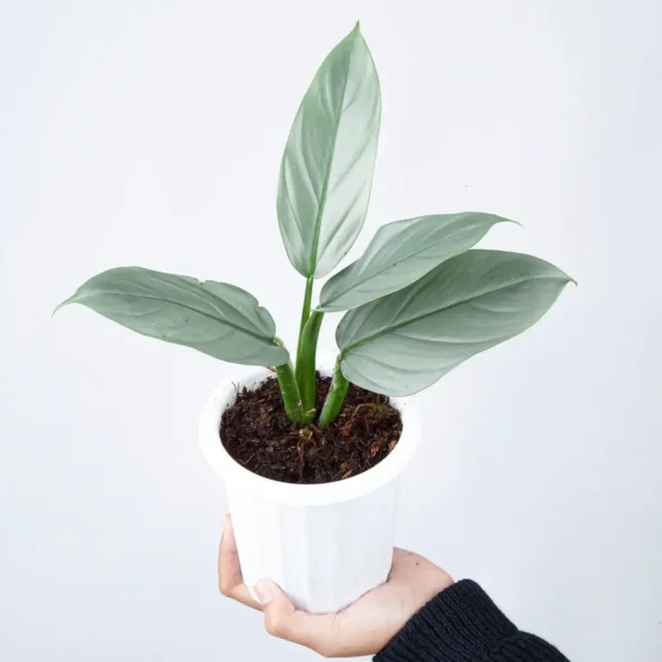 Philodendron Hastatum Silver Sword Plant - Image 3