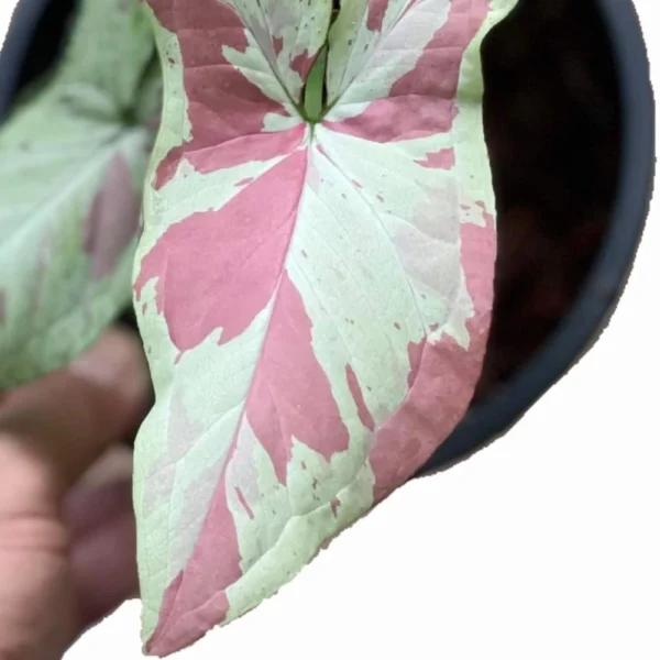 Syngonium Strawberry Milk- Rare Plant - Image 2