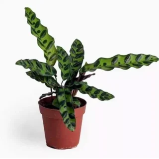 Calathiya Rattlesnake Plant