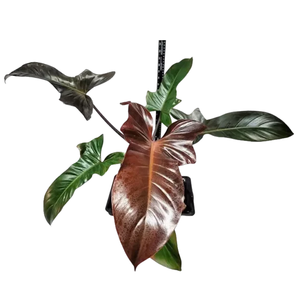 Philodendron ‘Florida Bronze’ - Rare Plant - Image 2