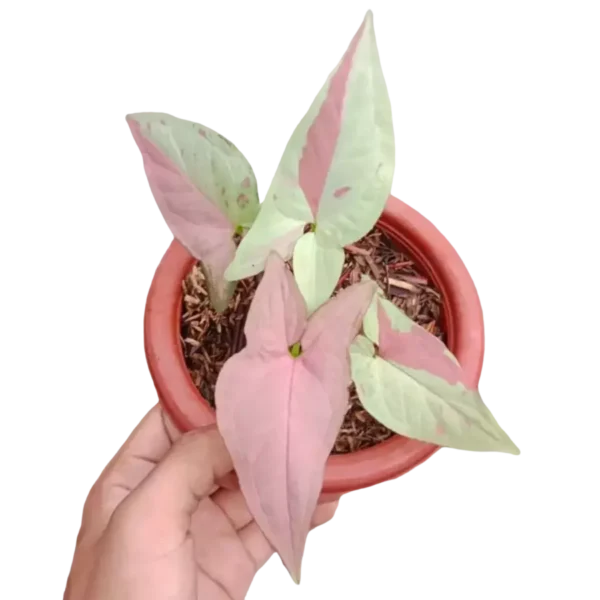 Syngonium Strawberry Milk- Rare Plant - Image 3