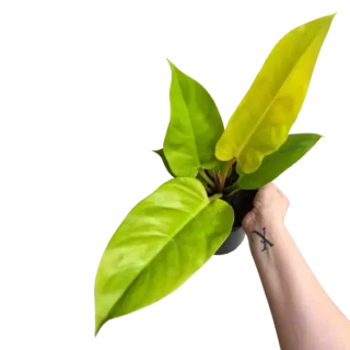 PHILODENDRON GOLDEN MELINONII