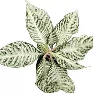 Aphelandra Zebra Plant - Rare