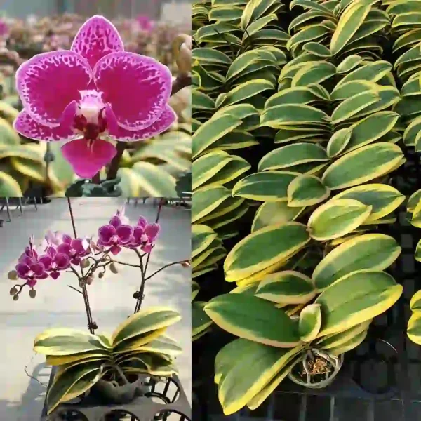 Variegated Phalaenopsis Orchid ‘Coffey’ - Image 3