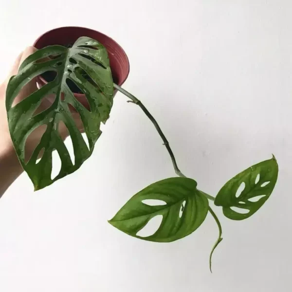 Monstera Esqueleto (Small) - Image 3