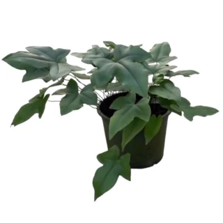Doryopteris Ludens Fern | Duck Foot Fern - Rare