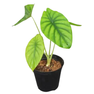 Alocasia Green shield (CLYPEOLATA )