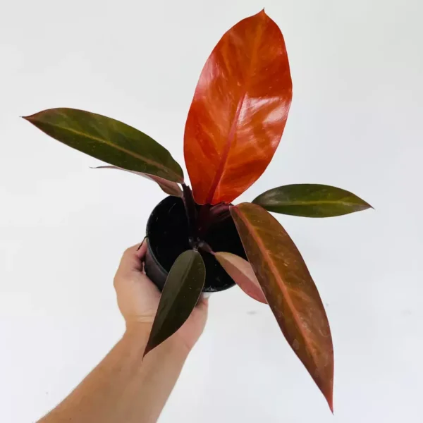 Philodendron Sun Red - Image 3
