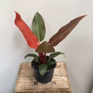 Philodendron Sun Red