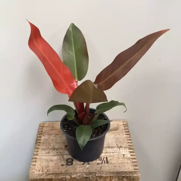 Philodendron Sun Red