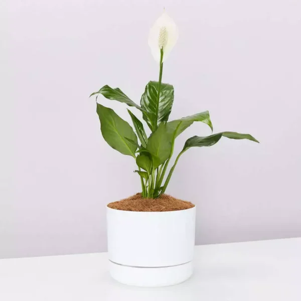 Peace Lily, Spathiphyllum Plant - Image 3
