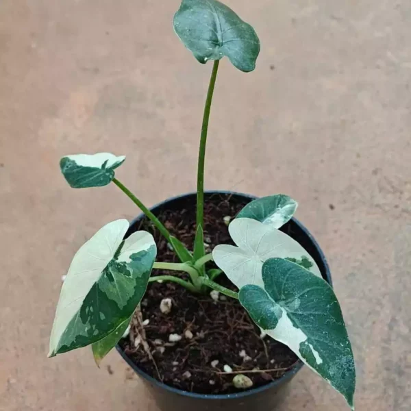 Variegated Alocasia Odora Okinawa Silver - Rare - Image 2