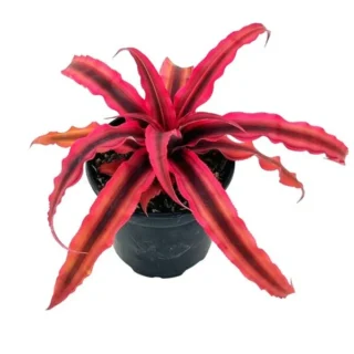 Cryptanthus Bivittatus Red Star