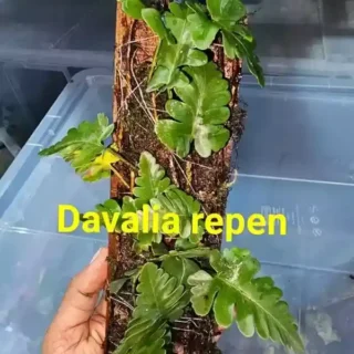 Davalia Repens Ferns - Rare