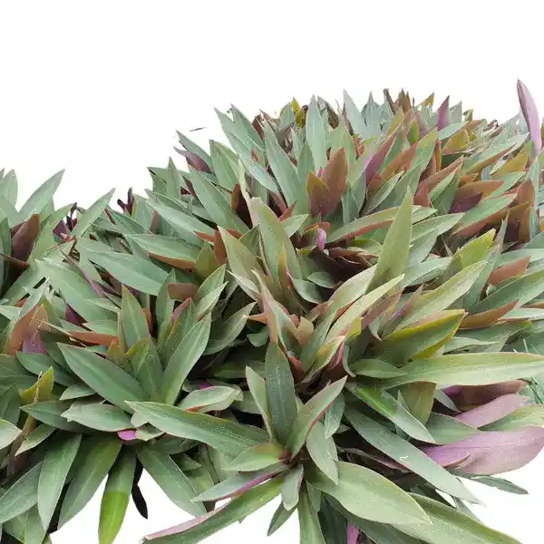 Rhoeo plant - Green - Image 2